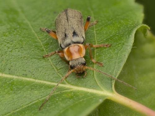 Cantharis nigricans